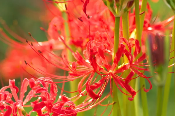 Vivid red lycoris — Stock Photo, Image