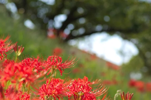 Lycoris merah terang — Stok Foto