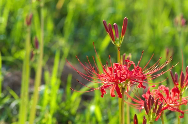 Vivid red lycoris — Stock Photo, Image