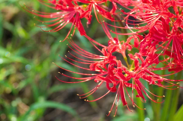 parlak kırmızı lycoris