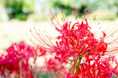 parlak kırmızı lycoris