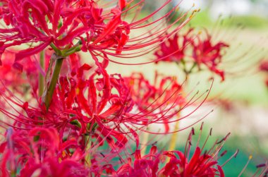 parlak kırmızı lycoris