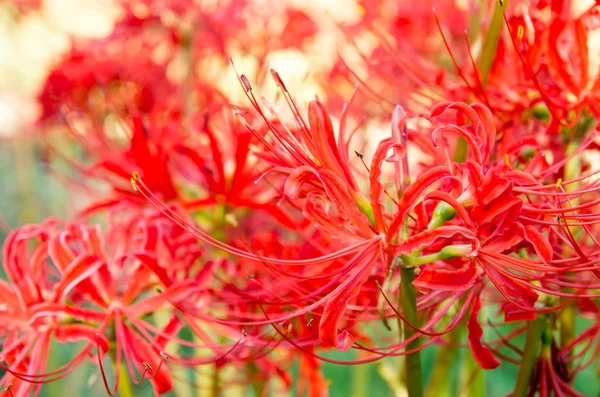 Parlak kırmızı lycoris — Stok fotoğraf