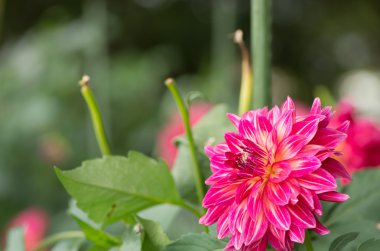 güçlü pembe dahlia çiçeği