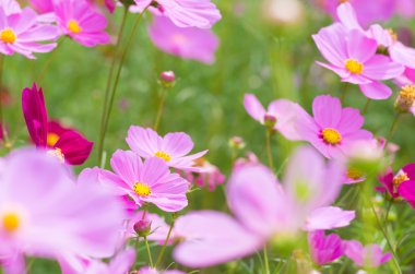 sevimli pembe cosmos çiçek