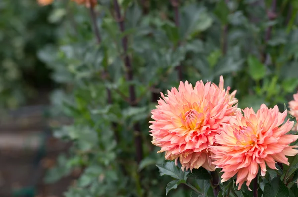 Kraftfull rosa dahlia blomma — Stockfoto