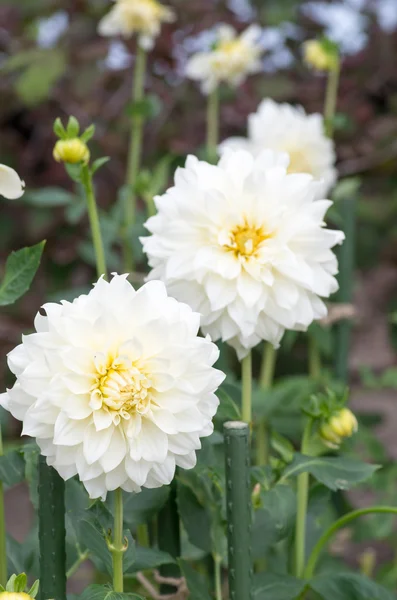 Blomkål — Stockfoto