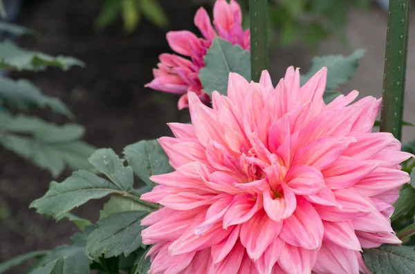 Потужна рожева квітка далії — стокове фото