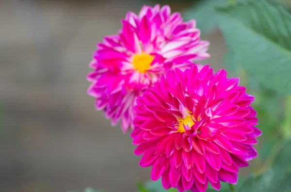 Kraftfull rosa dahlia blomma — Stockfoto