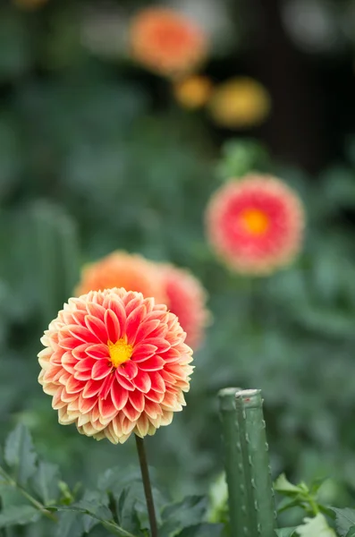Vivid orange dahlia blommor — Stockfoto