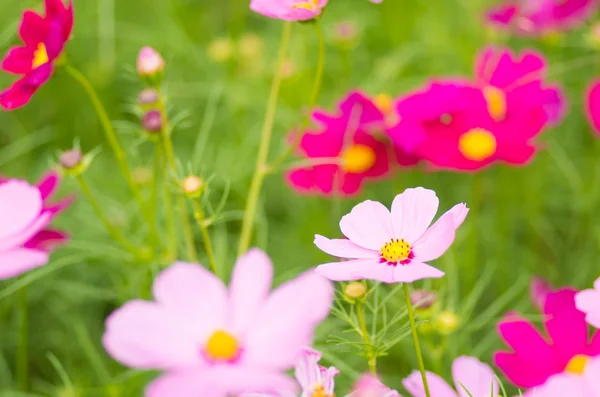 Roztomilý růžový Kosmos květ — Stock fotografie