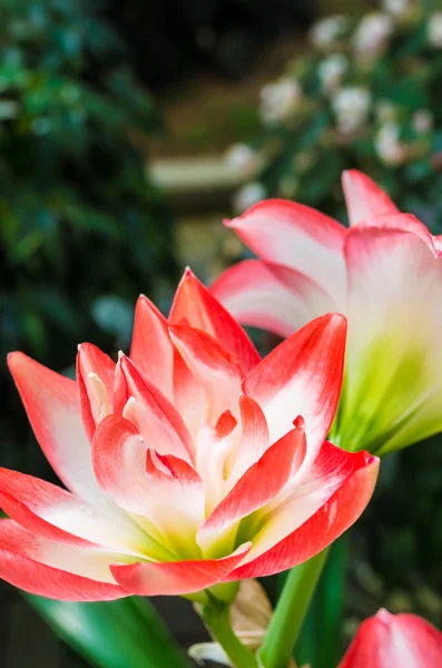 Vitt och rosa amaryllis — Stockfoto