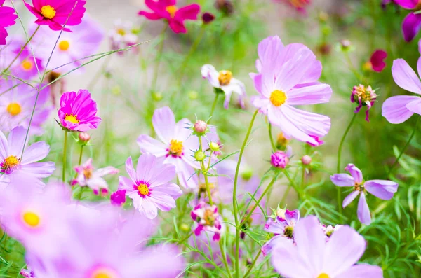 かわいいピンクのコスモスの花 ストック写真