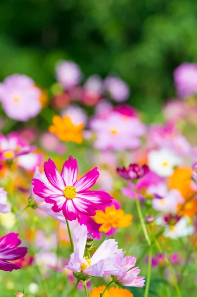 Fleurs cosmos colorées vives — Photo