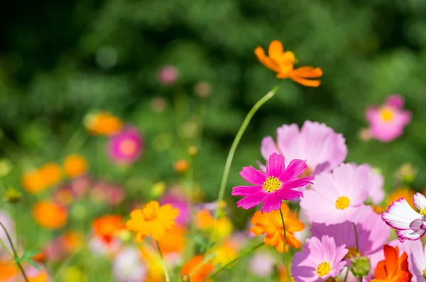 Květiny živé barevné Kosmos — Stock fotografie