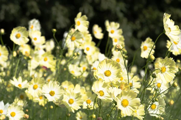 活発な黄色のコスモスの花 — ストック写真