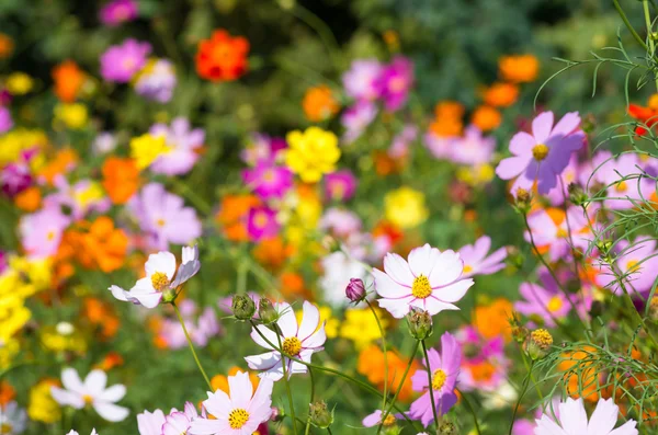 Flores cosmos vivos y coloridos — Foto de Stock