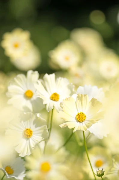 Rask gul kosmos blommor — Stockfoto