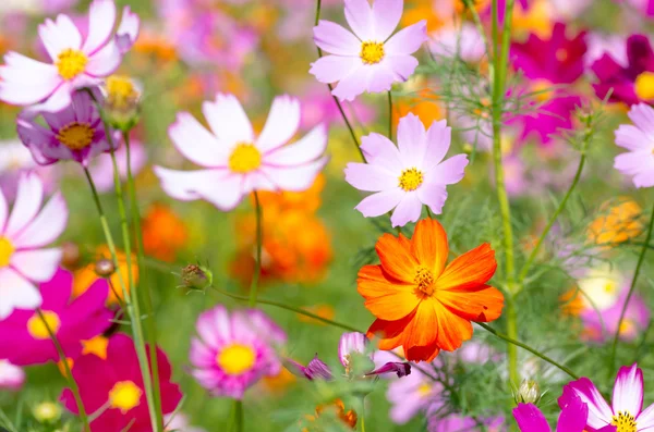 Vivid colorful cosmos flowers Stock Image