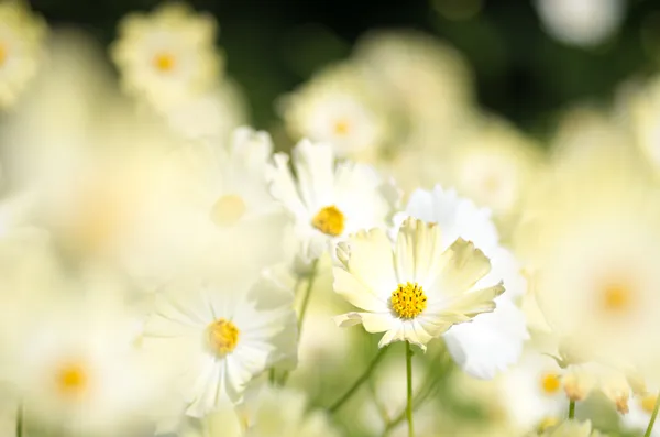 Canlı sarı kozmos çiçekleri — Stok fotoğraf