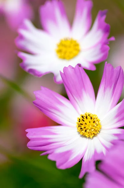 White and pink cosmos flower — Stock Photo, Image