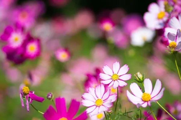 Flor cosmos blanco y rosa —  Fotos de Stock