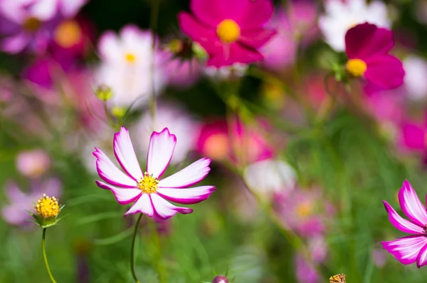 Kwiat kosmei biały i różowy — Zdjęcie stockowe