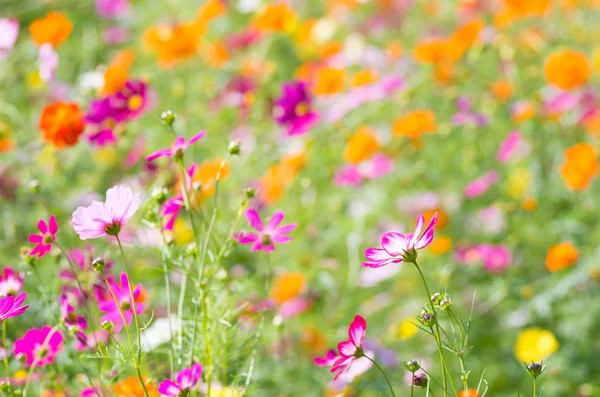 Vivid colorful cosmos flowers — Stock Photo, Image