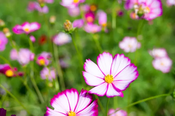 White and pink cosmos flower Royalty Free Stock Images