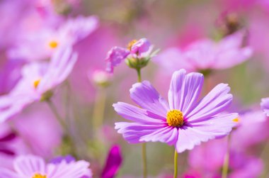 sevimli pembe cosmos çiçek