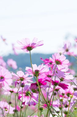 canlı pembe cosmos Çiçek Bahçesi