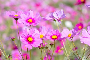 sevimli pembe cosmos çiçek