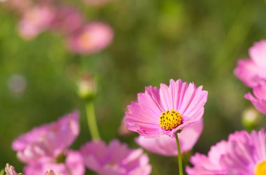 sevimli pembe cosmos çiçek