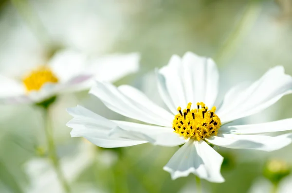 Brisk white cosmos flowers — Stock Photo, Image