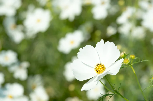 Hareketli beyaz kozmos çiçekleri — Stok fotoğraf
