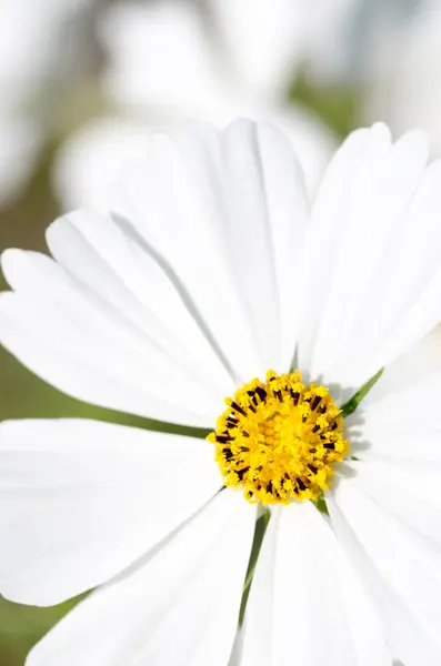 Fleurs cosmos blanc risque — Photo