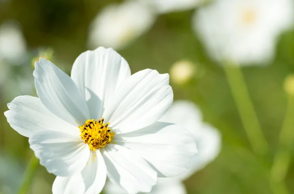 Jardin fleuri cosmos blanc — Photo