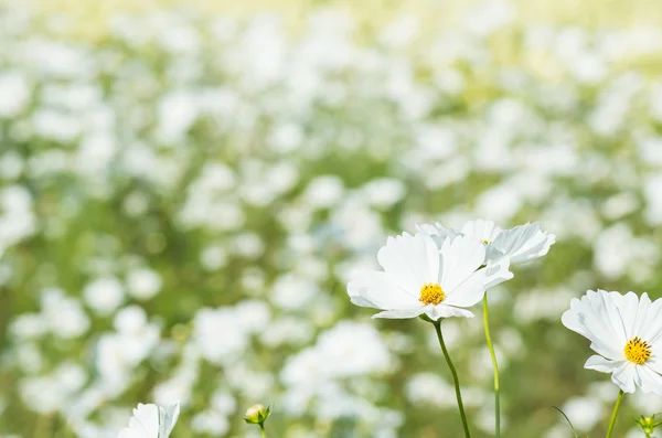 Jardin fleuri cosmos blanc — Photo