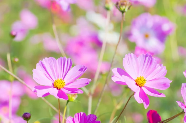 Jardin fleuri cosmos rose vif — Photo