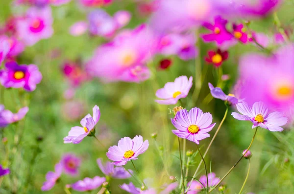 Vivid rosa cosmos jardín de flores —  Fotos de Stock