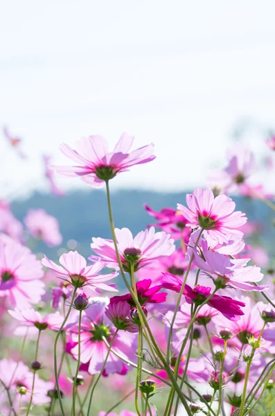 Яркий розовый космический цветочный сад — стоковое фото