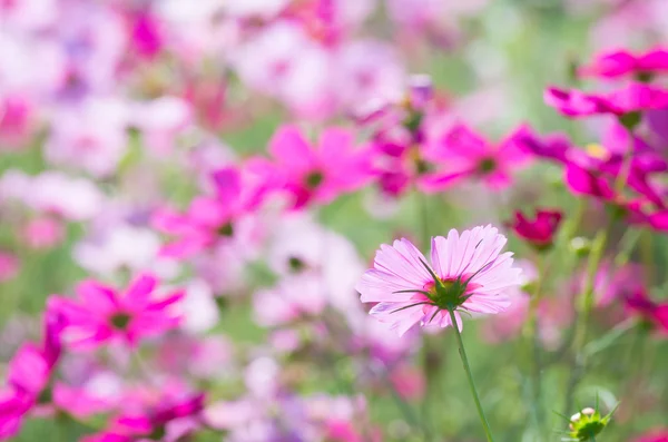 Vivid rosa cosmos jardín de flores —  Fotos de Stock