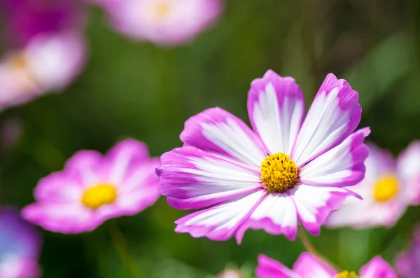 Kwiat kosmei biały i różowy — Zdjęcie stockowe