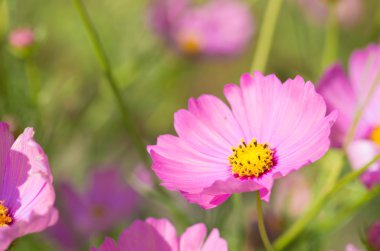 sevimli pembe cosmos çiçek