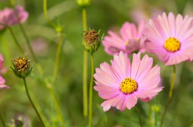 sevimli pembe cosmos çiçek