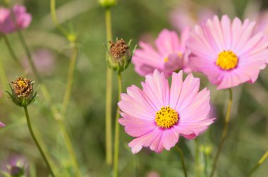 sevimli pembe kozmos çiçekleri