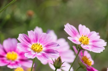sevimli pembe kozmos çiçekleri