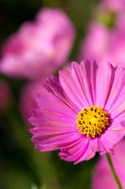 sevimli pembe cosmos çiçek