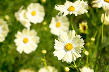 canlı sarı kozmos çiçekleri