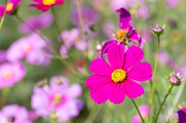 sevimli pembe cosmos çiçek